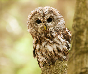 Wall Mural - Brown owl looking behind from the tree - Strix aluco