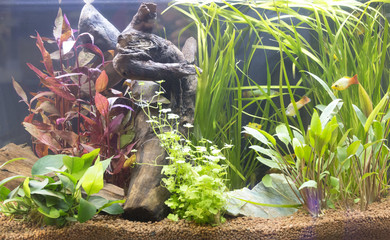 Beautiful freshwater planted aquarium