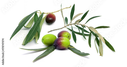 Ramoscello Di Ulivo Con Una Oliva Buy This Stock Photo And Explore Similar Images At Adobe Stock Adobe Stock