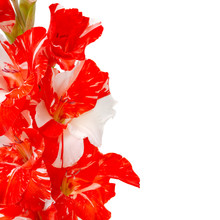 Red White Gladiolus Isolated On White