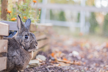 Wall Mural - Gray and white domestic bunny rabbit in soft lighting and shallow depth of field in Autumn garden 