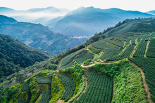 Tea Plantation In High Mountains
