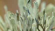 Macro Detail Of Sagebrush Leaves Spring Sutton Mountain John Day Great Basin High Desert Columbia Plateau