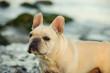 © everydoghasastory - Cream French Bulldog on rocky beach