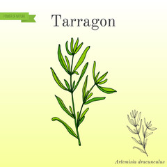 Poster - Tarragon, aromatic kitchen herb