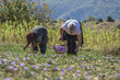 Workers with basket gathering saffron flowers during saffron harvesting season