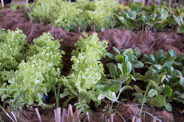 lettuce salad growing in vegetable garden