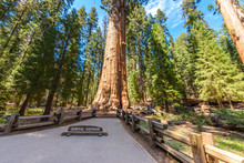 General Sherman Tree - The Largest Tree On Earth, Giant Sequoia Trees In Sequoia National Park, California, USA