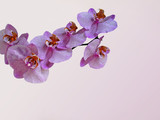 Fototapeta Storczyk - Orchidea pupura 
