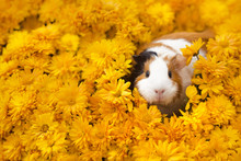 Funny Little Guinea Pig Sitting In Yellow Flowers Outdoors