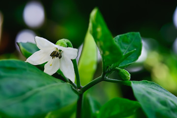 Sticker - Chili flower