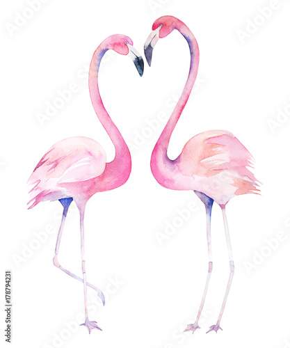 Valentines watercolor flamingos. Isolated hand drawn illustration. Couple birds