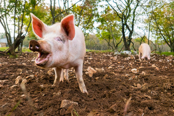 Free range pigs