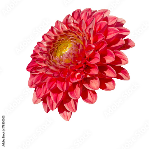 profile dahlia red isolate on white background