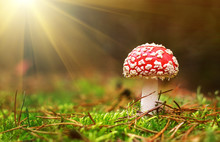 Amanita Muscaria, Poisonous Mushroom. Photo Has Been Taken In The Natural Forest Background.