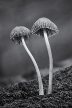 Woodland Fungi Mushrooms Which Are Often Called A Toadstalls Monochrome Image
