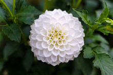 White Dahlia Flower Detail