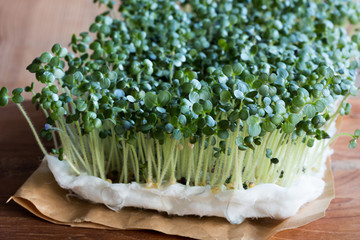 Wall Mural - Yellow mustard sprouts growing on cotton wool