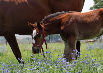 Cheeky young colt with his mommy