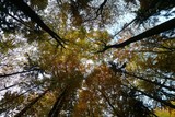 Fototapeta Niebo - Autumn trees