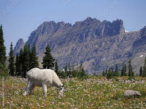 Fotografia, Obraz Focus Stacked Image of a Mountain Goat Glacier National Park