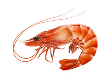 Red Boiled Prawn Or Tiger Shrimp Isolated On White Background