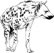 hyena is drawn with ink from hands without the background sketch