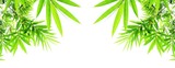 green bamboo leaves isolated on white background