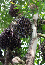 Acai Berries On Palm Tree. Euterpe Oleracea.