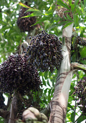 Acai berries on palm tree. Euterpe oleracea.