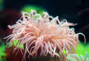 Wall Mural - Sea anemone in coastal waters. Bunodactis reynaudi.