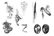 Illustration. The Anatomy Of Birds.