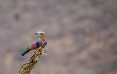 Wall Mural - Purple Roller