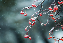 Bright Red Rowan Berries In The Garden Are Covered In Raindrops And Crystal Snow