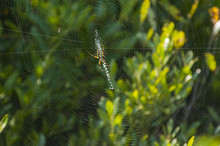 A Yellow Garden Spider, Argiope Aurantia, Spins A Web Over The Canal At Lake Waccamaw, North Carolina.