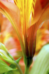 Fotomurales - Closeup of orange Peruvian lily flower