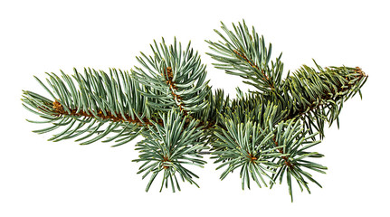 green fir branch on white background with clipping pass