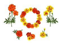Collection Marigold Yellow And Red Flowers Wreath And Bouquets Isolated On White Background