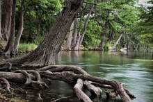 Cypress Trees On The Frio River