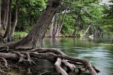 Cypress trees on the Frio River