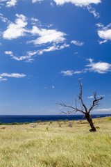 Sticker - Küstenlandschaft auf Big Island, Hawaii, USA.