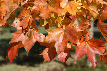 fall colors of pacific sunset maple trees, marion county, western oregon