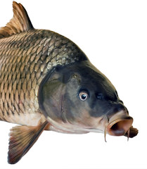 Poster - side head fish big carp