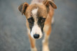 © maxmaslov - sad street dog looks at the camera. Homeless animals