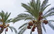 Green palm with a date fruits on a blue sky. Antalya, Turkey