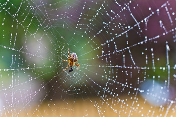 Spider in web with water drops. Spider cobweb