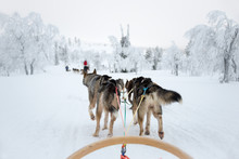 Husky Dog Sledding In Lapland, Finland