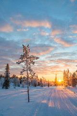 Wall Mural - snowy landscape at sunset, frozen trees in winter in saariselka, lapland, finland
