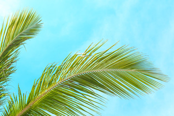 Coconut palm trees