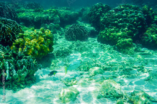Fishes And Corals Under Water Banana Beach Coral Koh He